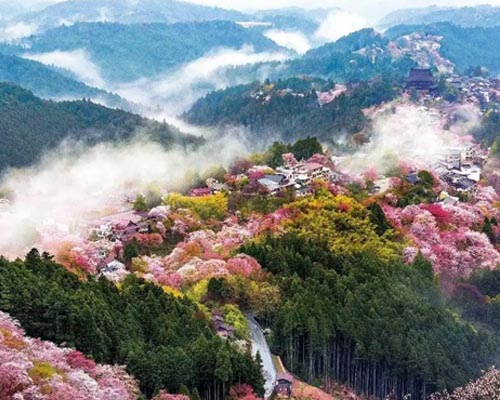 华欣泰咨询：某樱山花谷景区旅游项目可行性研究报告