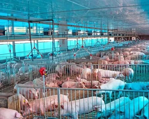 华欣泰咨询：年出栏4800头生猪养殖项目