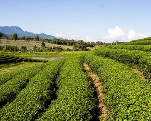 华欣泰咨询：某茶叶种植及深加工项目可研报告
