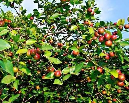 华欣泰咨询：新建3000亩油茶基地项目可研报告