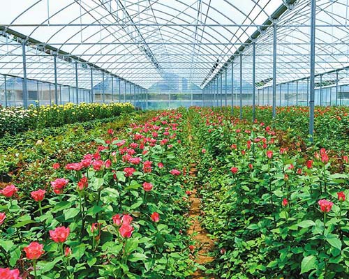 华欣泰咨询：某花卉有限公司新建项目可研报告