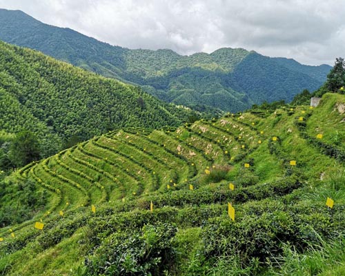 华欣泰咨询：某茶叶种植基地项目可行性研究报告